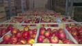 Принимаем завки на поставки яблок в Астрахань